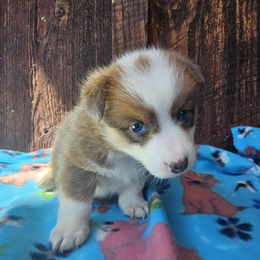 Melanie - Red female Pembroke Welsh Corgi puppy in Castle Rock, Washington from Heckman Corgis