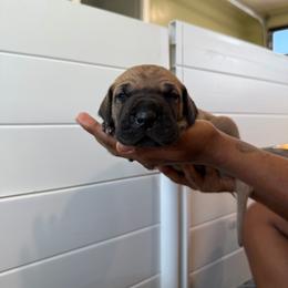 Gimlet - Fawn male Great Dane puppy in Marble Falls, Texas from Notorious Great Danes