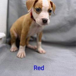 Red Collar Male - Blue fawn male American Pit Bull Terrier puppy in Pensacola, Florida from Alpha Alliance Kennels