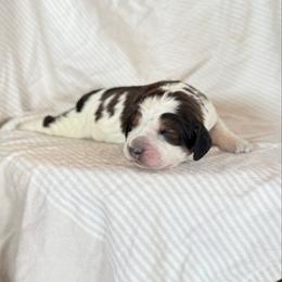 Jessie James - Black white and tan male English Springer Spaniel puppy in Greenfield Center, New York from Ridgeview Springers & Dachshunds