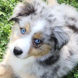 American Hairless Terriers and Miniature American Shepherds from Mapleleaf MAS & AHT