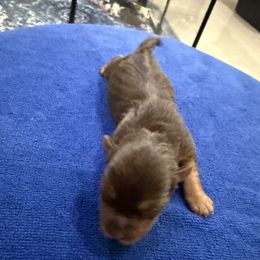 Yorkshire Terrier puppies from Kelvin's Yorkshire Terriers