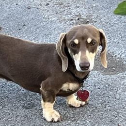 Buckley - Dachshund