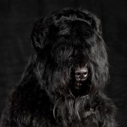 Black Russian Terriers from Starry Night Black Russian Terriers