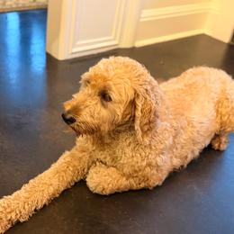 Fancy - Goldendoodle