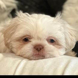 Shih Tzu Puppies from Exclusively Shih Tzu's LLC