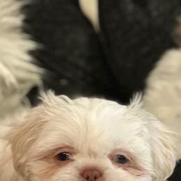 Shih Tzu Puppies from Exclusively Shih Tzu's LLC