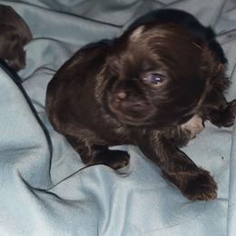 BaBoo - Sable male Shih Tzu puppy in Newport, Arkansas from Gina's Lil Zues and Yorkies Kennel