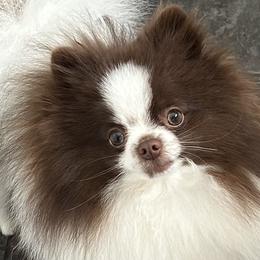 Pomeranians from Pristine Poms