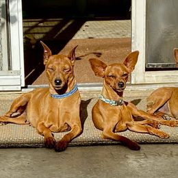 "A Kodak moment" Miniature Pinscher Puppies from Nizhoni Miniature Pinschers of AZ