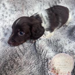Max - Piebald male Dachshund puppy in Lufkin, Texas from CSW Dachshunds
