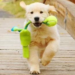 Golden Retriever Puppies from 2 Rivers Goldens