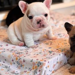August - White and fawn male French Bulldog puppy in Pittsburgh, Pennsylvania from Muddy Creek Frenchies