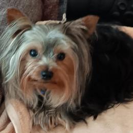 Happy - Yorkshire Terrier