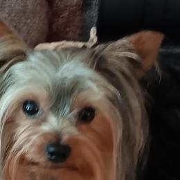 Happy - Yorkshire Terrier