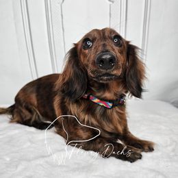 Angel - Dachshund
