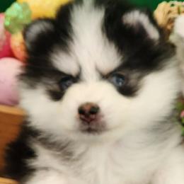 Pomskies from Mini Pomskies of Ohio
