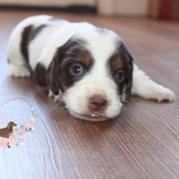 S'mores AKC - Piebald male Dachshund puppy in Pope, Mississippi from Anna’s Mini Doxies