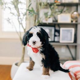 Solstice - Tri-color male Bernedoodle puppy in Murray, Utah from Sun Valley Doodles