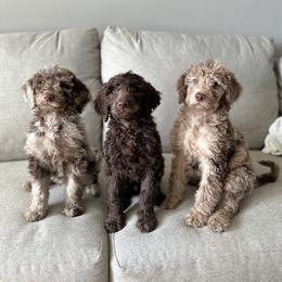 Labradoodle Puppies from Raising Doodles