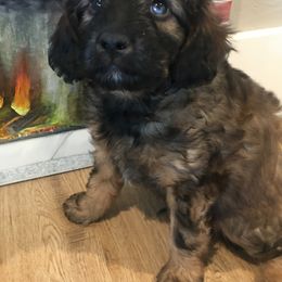 Aussiedoodle Puppies from North Idaho Miniature Aussiedoodles