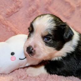 Waylon - Black tri male Toy Australian Shepherd puppy in Shepherd, Texas from GAMALA Farm & Kennels