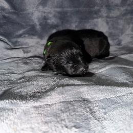 Lime green collar 6 - Mahogany male Belgian Malinois puppy in Midway, Georgia from C4MALINOIS