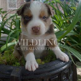 Ladybug- Dark Purple - Red merle female Australian Shepherd puppy in Newport, Rhode Island from Wildlings Australian Shepherds