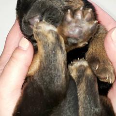 German Shepherds from Squires German Shepherds