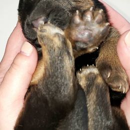 German Shepherds from Squires German Shepherds