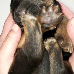 German Shepherds from Squires German Shepherds