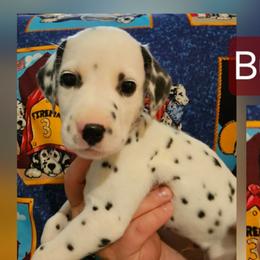 Burgundy - White and black male Dalmatian puppy in Adamstown, Maryland from Sprinkled with Hearts Dalmatians