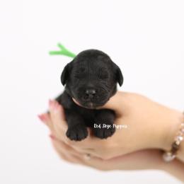 Spade (Green Collar Male) - Black male Cavapoo puppy in Republic, Missouri from Red Skye Puppies