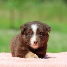 Jenga - Red tri female Miniature Australian Shepherd puppy in Quapaw, Oklahoma from Rocky Hill Aussies