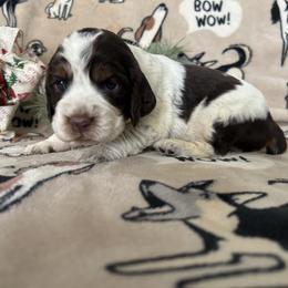 Harley - Liver white and tan female English Springer Spaniel puppy in Las Vegas, Nevada from Legacy