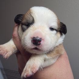 Maple - White and red female Pembroke Welsh Corgi puppy in Atascadero, California from California Corgis and Kunes