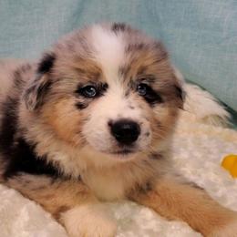 Australian Shepherd Puppies from Winsome Aussies