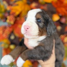 Gingersnap - Blue merle female Bernedoodle puppy in Murrieta, California from Brookside Bernedoodles