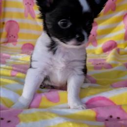 Oreo - Black and white male Chihuahua puppy in Amity, Pennsylvania from Baxters Chihuahuas