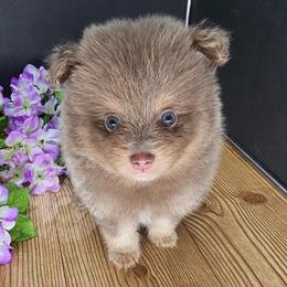 Pepper's Thriller - Thriller - Lavender male Pomeranian puppy in Plant City, Florida from Pepper's Pomeranians
