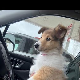 Collies and Scottish Collies from Lawson’s Lassies
