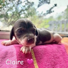 Claire - Piebald female Dachshund puppy in Aiken, South Carolina from State Eight Dachshunds