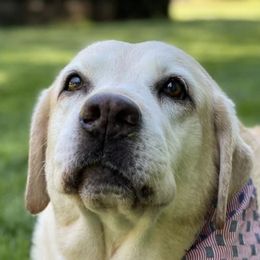 Labrador Retrievers from S & P Labradors