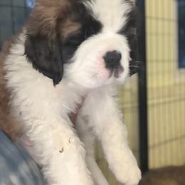 Frida - Mahogany and white female Saint Bernard puppy in North Beach, Maryland from Mt.Harmony Saint Bernards