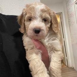 Sweden (Denny) - Red male Bernedoodle puppy in Surprise, Arizona from Huckleberry Doodles