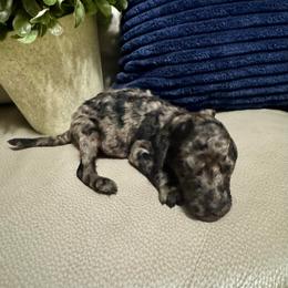 Lucky - Merle male Goldendoodle puppy in Lake City, Florida from Dream Hollow Farm