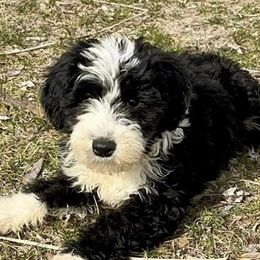 Zoe - Sheepadoodle