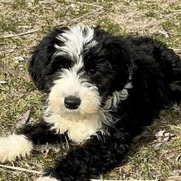 Zoe - Sheepadoodle