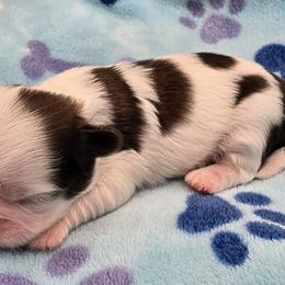 Lydia Boy 2 - Red and white male Shih Tzu puppy in Oakville, Washington from Garrard Creek Shih Tzus