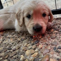 Boy 4 - Golden male Golden Retriever puppy in Tyler, Texas from Cedar Hollow Retrievers